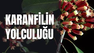 KARANFİL NEREDEN GELİYOR? - NELERE İYİ GELİR?