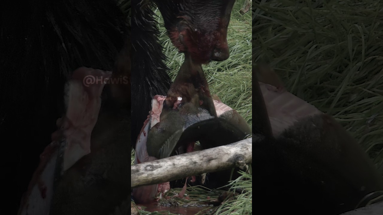 American Black Bear Salmon Foraging and Feeding Mechanics