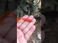 Soft Lures for Beginners: Catch More Fish with These Tricks