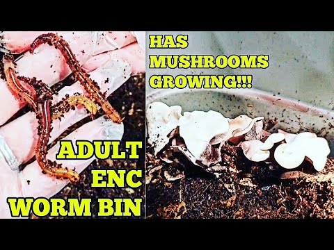 MUSHROOMS Growing NOW In Adult ENC Worm Bin!!! | 3 Weeks Since Last Update | Vermicomposting