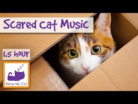 Music to Help Your Cat Relax! Soothing Music for Cats