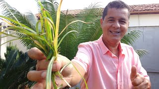 Como eliminar mato Tiririca do gramado