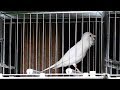 White dominant canary singing 2019