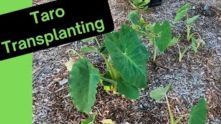 Taro Transplant and drowning fig removal