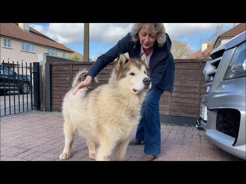 Reunited With Grandma After Such A Long Time! Who Let The Dog's Out...