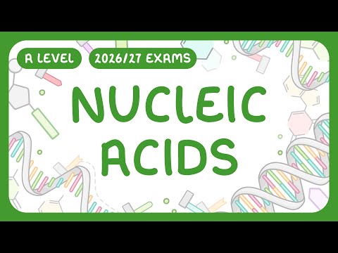 A-Level Biology - Nucleic Acids | DNA vs RNA (2026/27 exams)