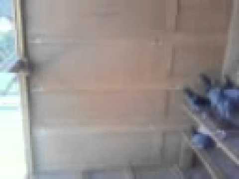 Porumbei clasati,crescator Dany ,Vladimir Gorj.