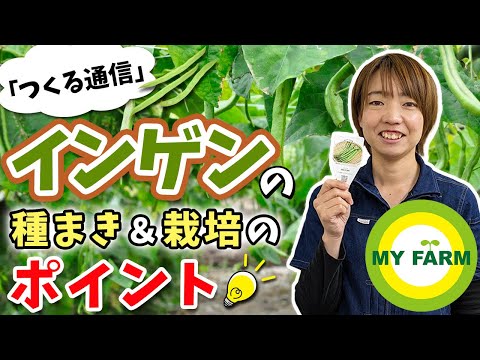インゲン、インゲン 植物
