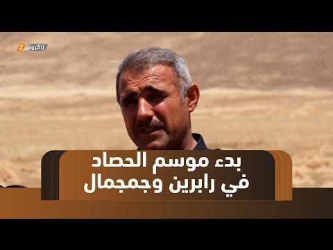 فيديو | السليمانية.. بدء موسم الحصاد في رابرين وجمجمال وسط مطالبات بغداد برفع حصة القمح