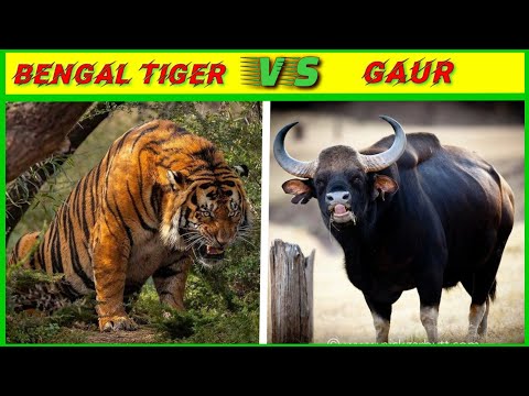 Bengal tiger vs Gaur who will win?/Bengal tiger vs gaur which is stronger?/A.K.Knowledge.