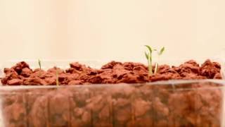 Growing Plants - royalty free stock video footage