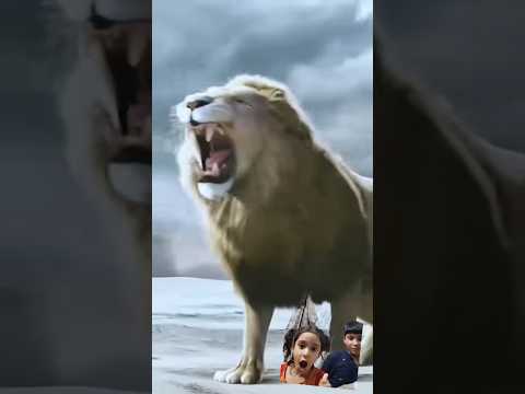 #tiger #lion #animals #wildlife #attitude #viralvidio #edit #memes #youtubevidio #vidio