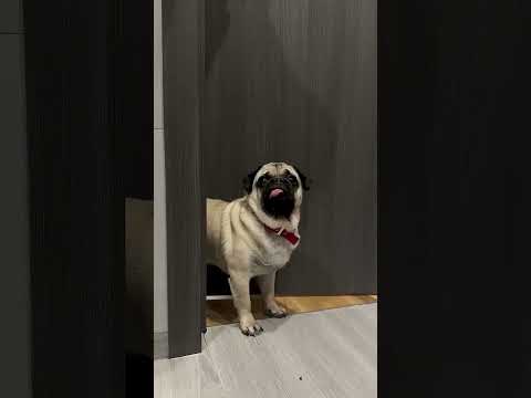 الكلب خاف من دخول الحمام ليلاً… لكن المفاجأة كانت مرعبة 😂👻 #shortvideo