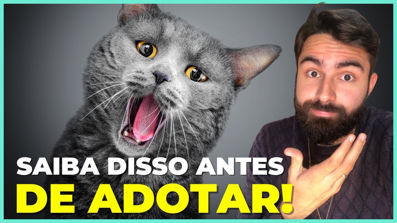 14 Coisas Que Eu Gostaria De Saber ANTES De Ter Um Gato!
