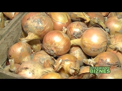 Wszystko o uprawie cebuli (część 1/2) - Uprawiamy Biznes