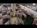 Day In The Life Of A Modern Pig Farmer