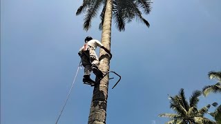 Download lagu Reach 2000 fruits/day #young coconut harvest mp3 Download lagu Reach 2000 fruits/day #young coconut harvest mp3