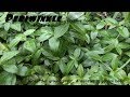 ⟹ PERIWINKLE | Vinca Minor | Makes a great ground cover but can be a disaster here's why!