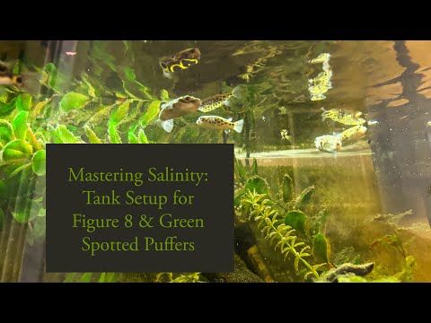 Figure 8 & Green Spotted Puffer Tank Setup: Salinity Tips and Tricks