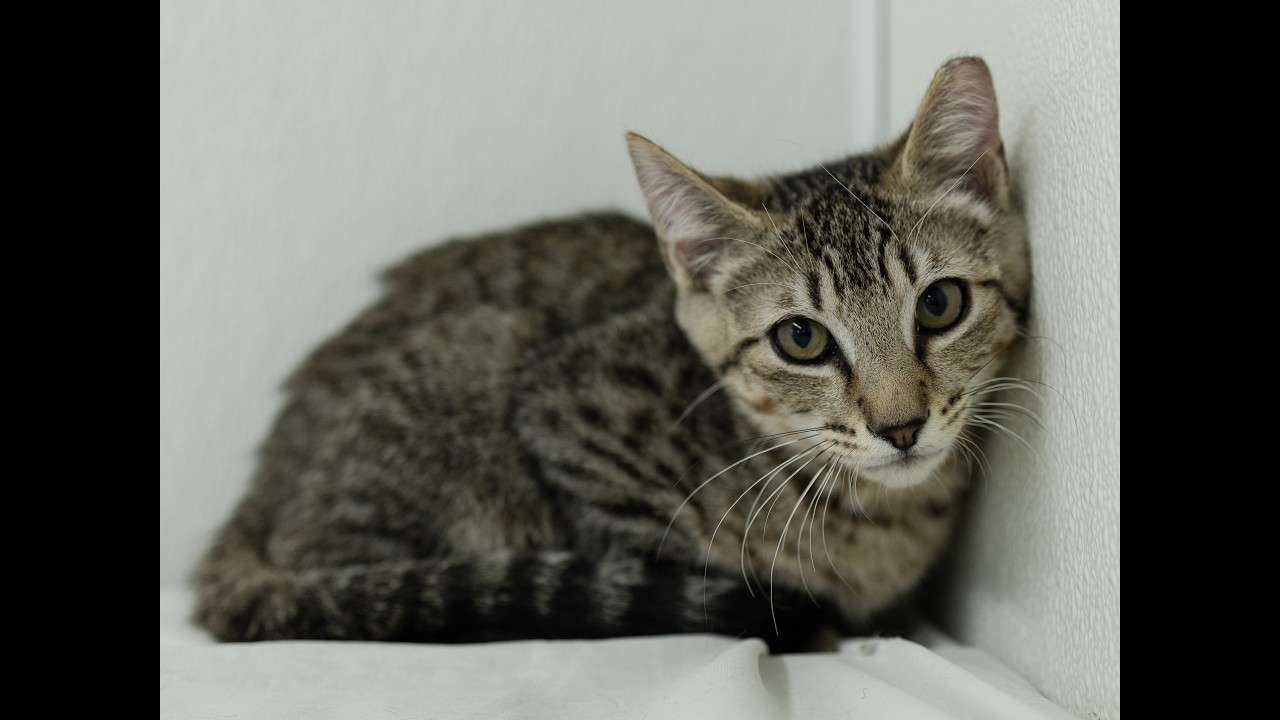 Enlarge Hotdog, a Adoptable mixed breed in Monroe, WA video 6/6