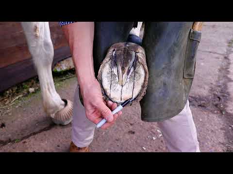 Trimming Hooves part 1