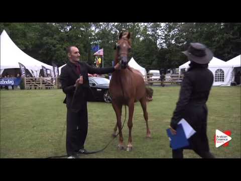 N.189 ROHARA REBECCA - Bruges 2015 International - Mares 7-9 years old and older (Class 109)