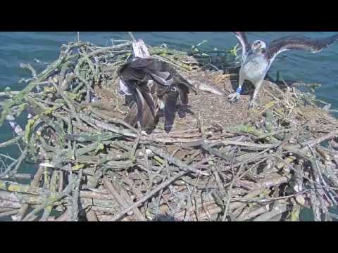 Intruder successfully repelled, Maya feeds chicks - Rutland Osprey Project