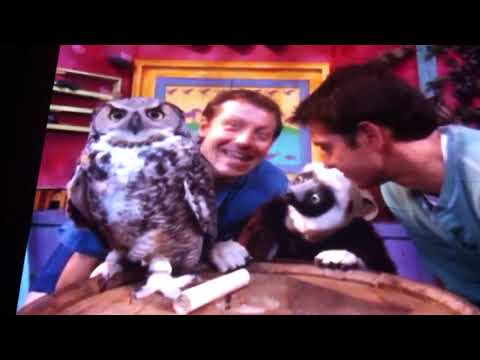 Great Horn Owl Flies In!!!