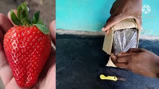 ஸ்டாபெர்ரி செடி அண்ட் பாக்சிங் || Strawberry plant Unboxing In Tamil