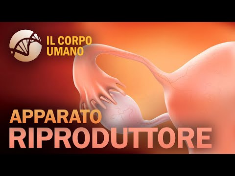 Apparato Riproduttore maschile e femminile (parte 1) - Il Corpo Umano