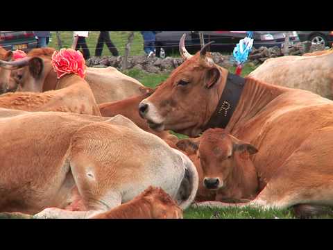 Vacada Rames de La Teula d'Espaliu