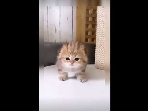 Cute little adorable kitten #cute  #cat  #catlover
