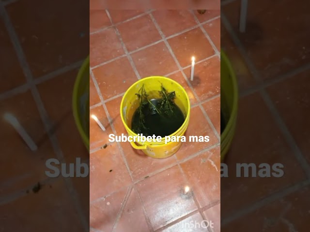 Vídeo relacionado con Generic Velon A Los Santos San Mateo, Limpias y Despojos