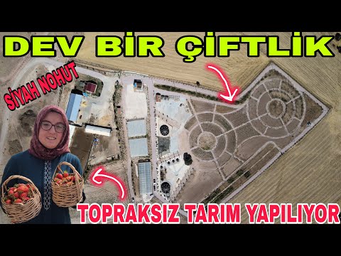 , title : 'DEV ÇİFTLİKTE TOPRAKSIZ TARIM~SALÇA YOLÇULUĞU~İKRA OKULA YAZILIYOR~DOMATES  DİLİMLEME APARATI YAPTIM'