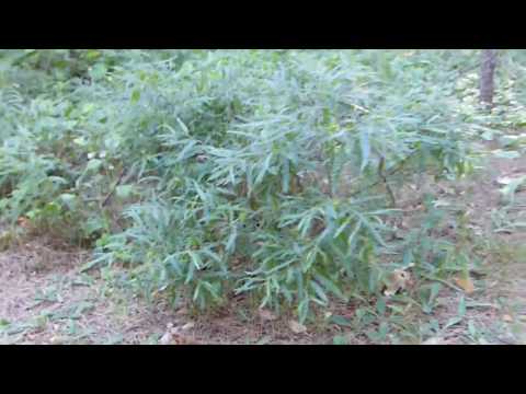 Sweetfern Identification