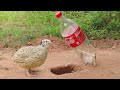 Easy Underground Quail Trap Using Plastic Bottle And Woods Simple Unique Bird Trap