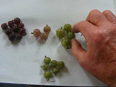 DSCF9242       Wild Gooseberry Fool.....The Main Ingredients.