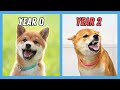 What It S REALLY Like Owning A Shiba Inu