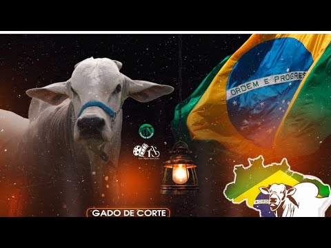 BRASIL LEILÕES  PORANGATU - GO  27/10/2025