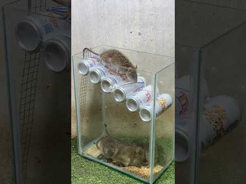 Rat traps creative/best home Mouse trap #mousetrap #rattrap