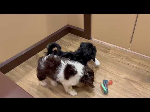 Havanese - 4793 video preview