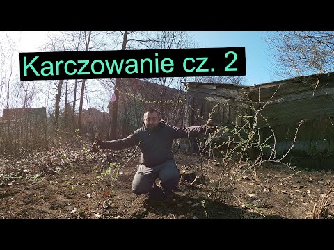 Karczowanie pod warzywniak cz.2 * Przycinanie porzeczek, wiśni * Czosnek wschodzi * Wasze komentarze