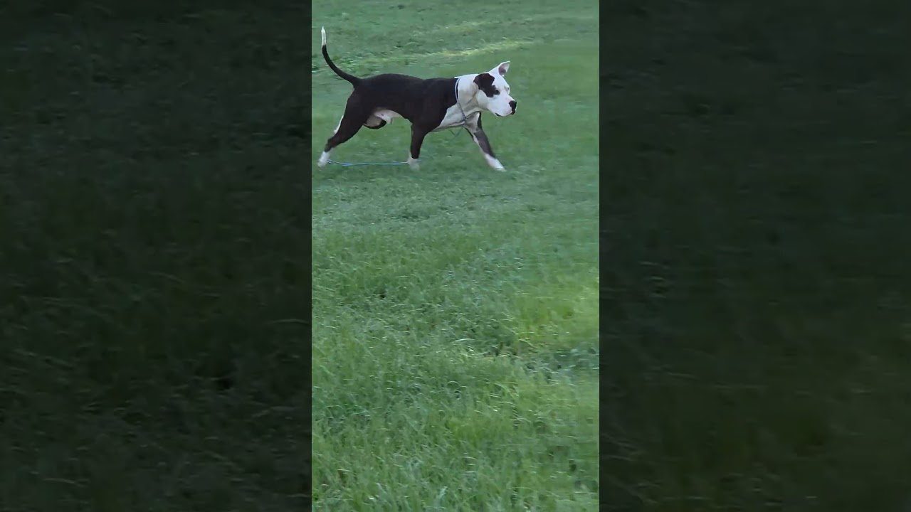 Enlarge Razzie, a Adoptable Pit Bull Terrier in Rocky Mount, NC video 3/3
