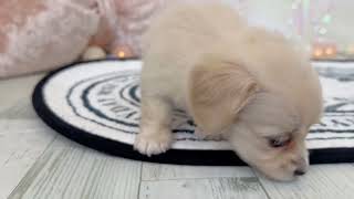 ハーフ犬の動画01