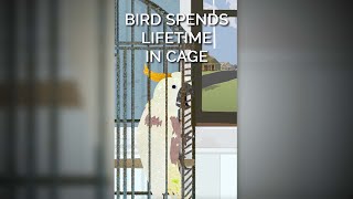 Download lagu Burung Menghabiskan Seumur Hidupnya di Dalam Sangkar #shortsfeed mp3
