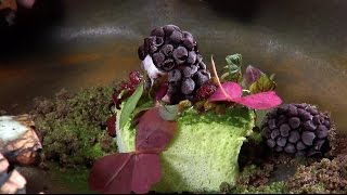 Check, Please! Bay Area reviews: Tosca Cafe, Nick's Next Door, Atelier Crenn