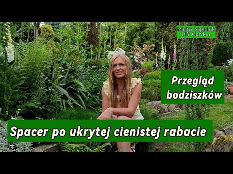 A walk through the hidden shady area and a review of the bodzis