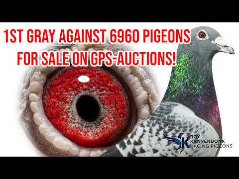 Gps Pigeon Auction