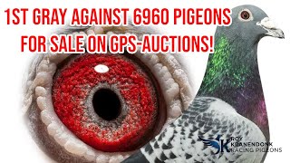 1st Gray Against 6960 Pigeons FOR SALE on GPS AUCTIONS!