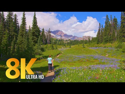 8K Relaxing Summer Walk through Paradise Area of Mt. Rainier National Park (with Music)